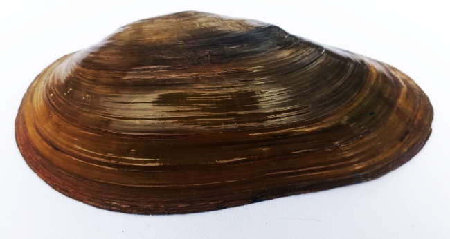 Peinture sur coquillage – L’exploration de nouveaux supports